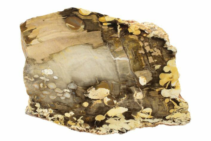 Petrified Peanut Wood Section - Australia #239728
